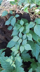 Parthenocissus quinquefolia