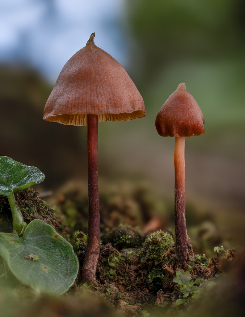 Psilocybe hoogshagenii · March 2023 · photo: © alan_rockefeller (iNaturalist, cc-by-sa)