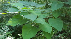 Catalpa speciosa