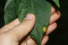 Puccinia sparganioidis