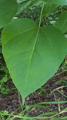 Catalpa speciosa