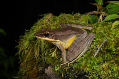 Green Tree Frog photo 2
