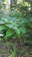 Catalpa speciosa