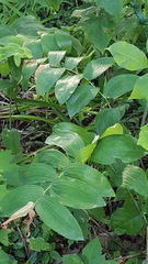 Polygonatum biflorum