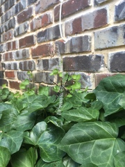 Argiope aurantia