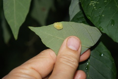 Puccinia sparganioidis