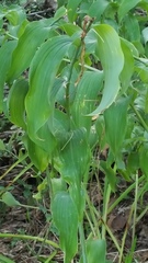 Polygonatum biflorum
