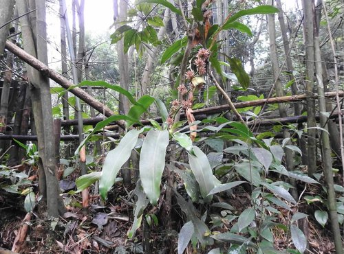 Dracaena fragrans