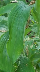 Polygonatum biflorum