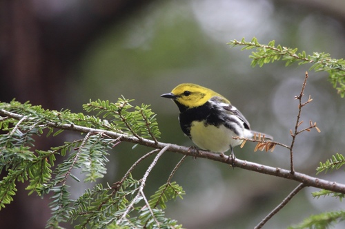 Black-throated Green Warbler, photo 9 of 10