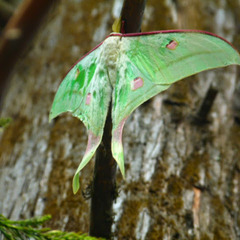Actias selene