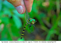 Cordulegaster erronea