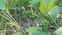 Polygonatum biflorum