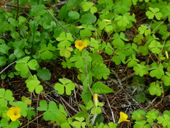 Oxalis suksdorfii
