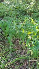 Polygonatum biflorum