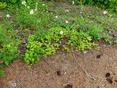 Oxalis suksdorfii