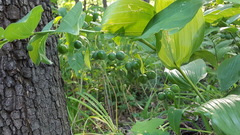 Polygonatum biflorum