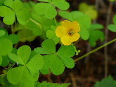 Oxalis suksdorfii