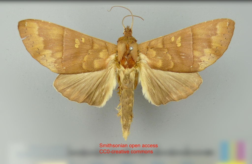 Hapigia millsi