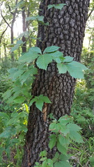 Parthenocissus quinquefolia