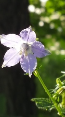 Campanulastrum americanum