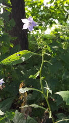 Campanulastrum americanum