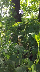 Campanulastrum americanum