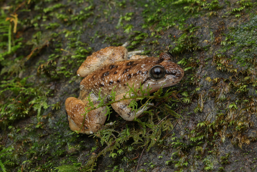 Khasi Wart Frog (Limnonectes khasianus)