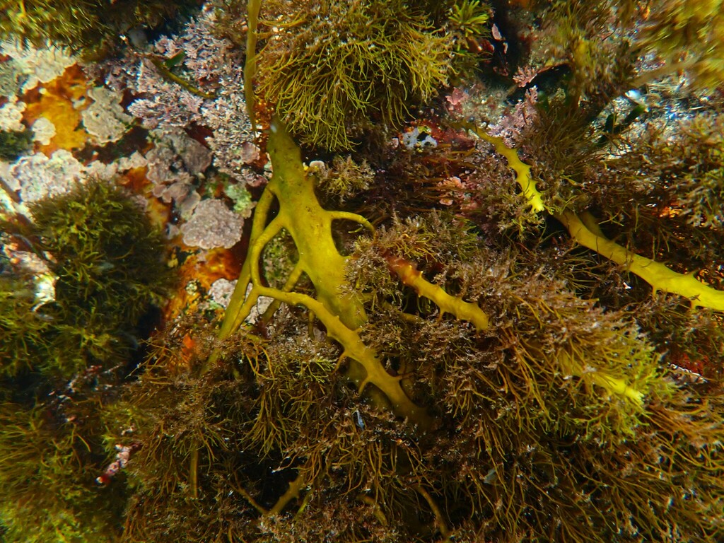 Cystophora moniliformis