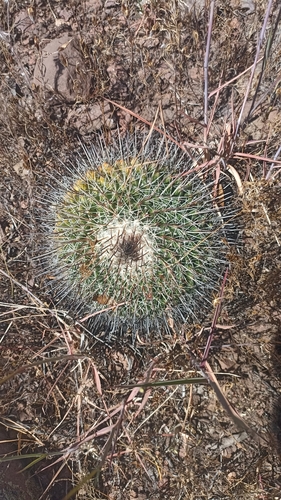 Mammillaria wagneriana