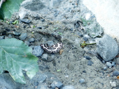 Rheumaptera hastata