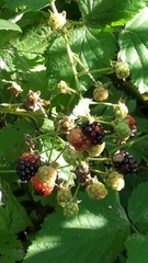 Rubus