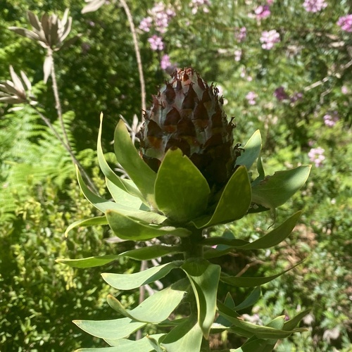 Image of Leucadendron daphnoides by (c) michaelheuermann, some rights reserved (CC BY)