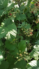 Rubus