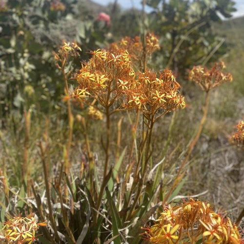 Image of Dilatris viscosa by (c) michaelheuermann, some rights reserved (CC BY)