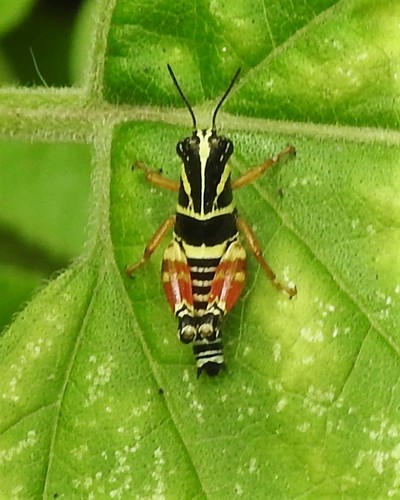 Aztec Spur-throated Grasshopper