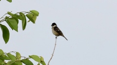 Sporophila morelleti