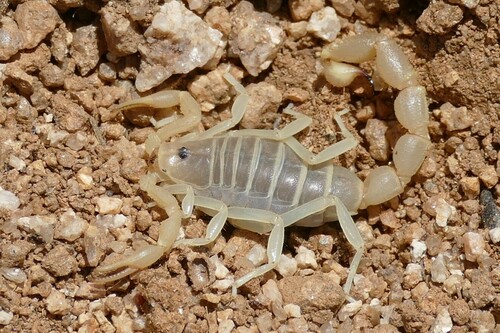 Parabuthus brevimanus (Thorell, 1876)