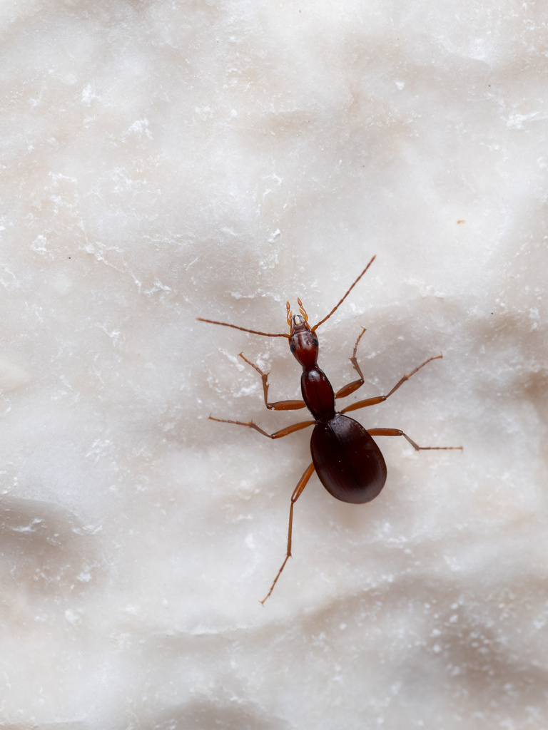 Rhadine longicollis