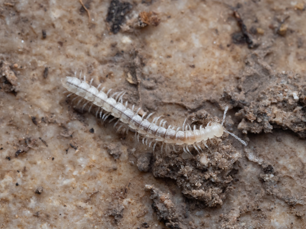 Speorthus tuganbius