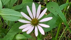 Echinacea purpurea