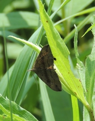 Phalaenostola larentioides