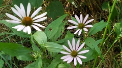 Echinacea purpurea