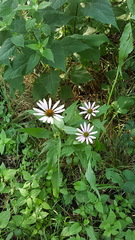Echinacea purpurea