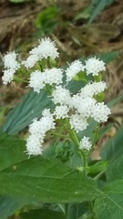 Ageratina altissima