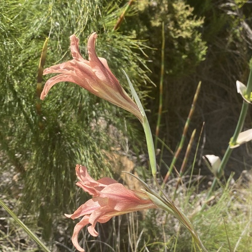 Image of Gladiolus liliaceus by (c) michaelheuermann, some rights reserved (CC BY)