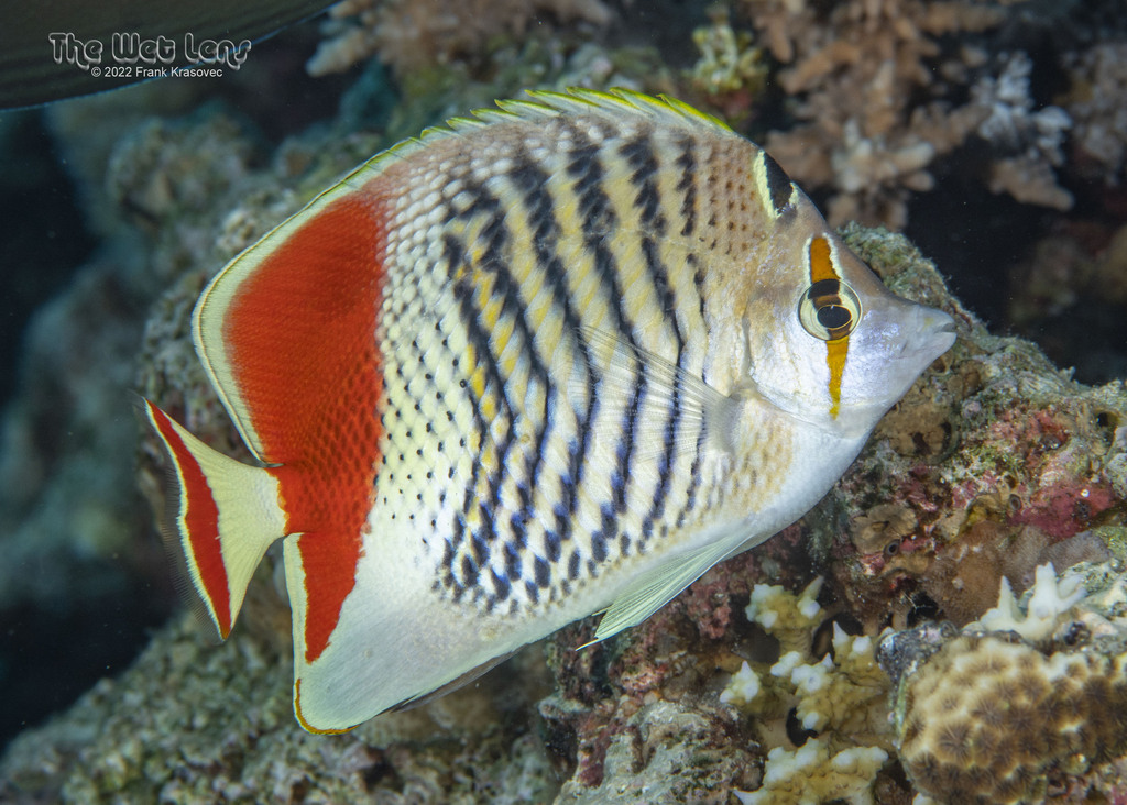 Eritrean Butterflyfish