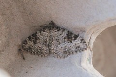 Xanthorhoe iduata