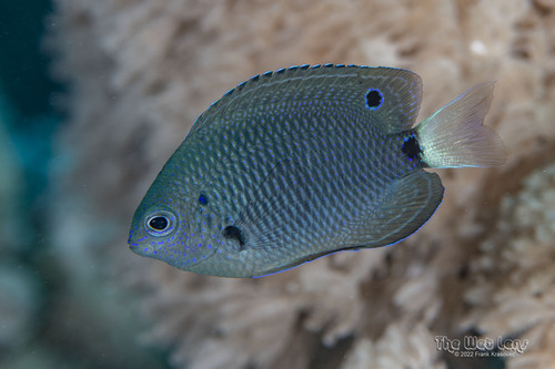 Paletail Damsel — seen at this dive site