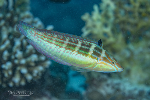 Spot-tail Wrasse — seen at this dive site